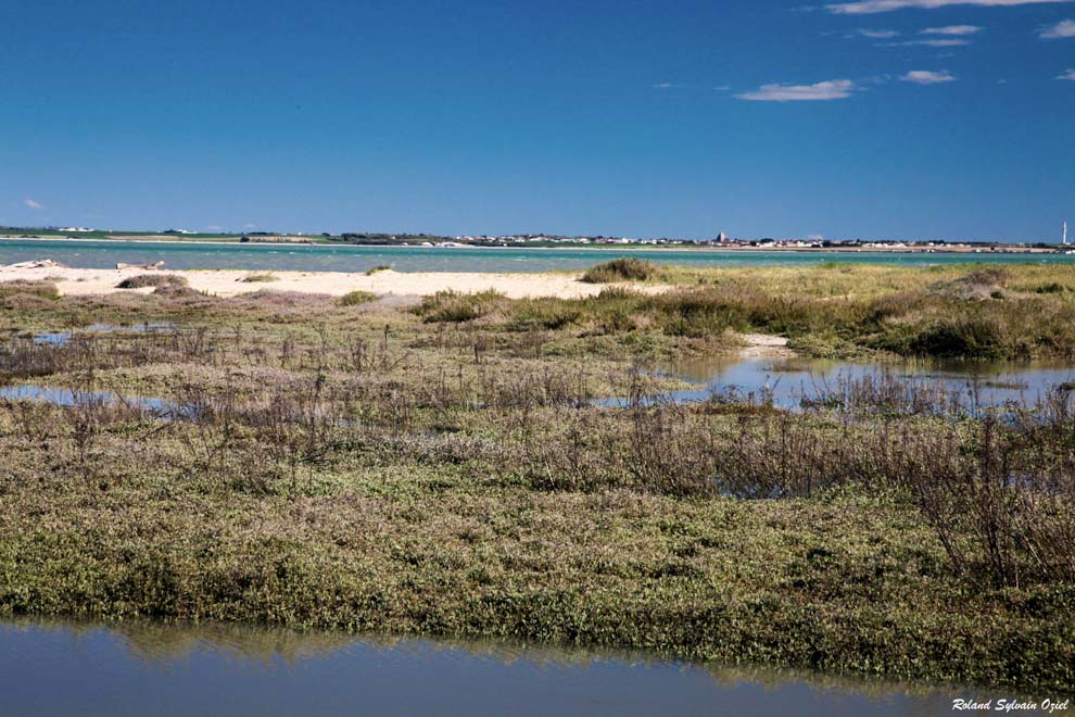 Paysage de l'aiguillon sur mer