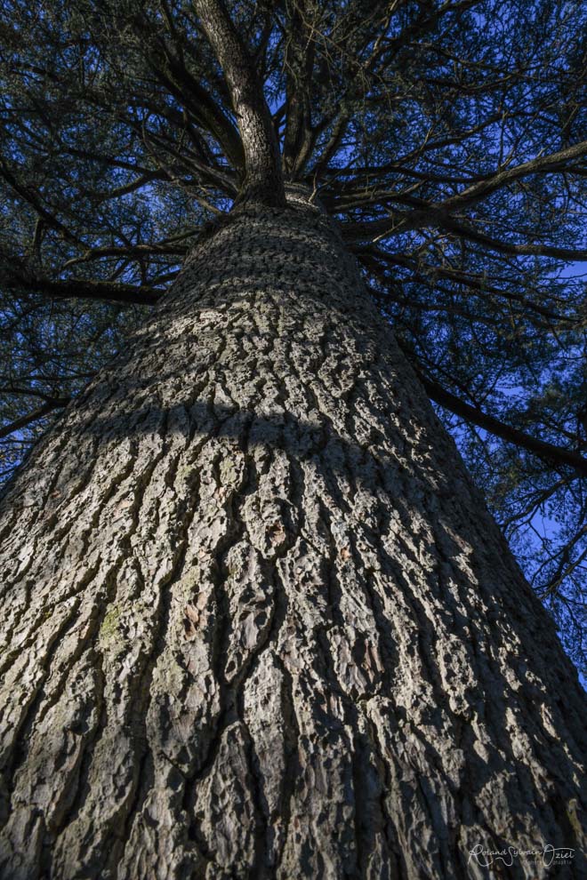 Arbre proche de la tombe de Clémenceau