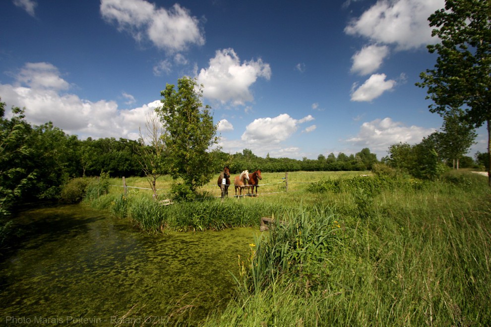 Marais mouillé dans le marais poitevin à proximité de nos gîtes