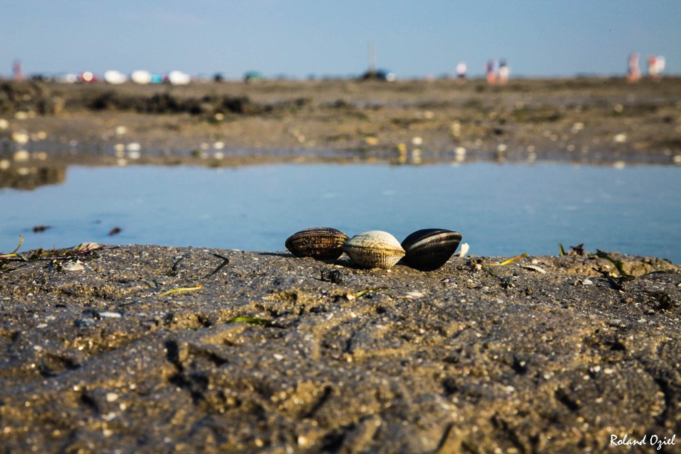 Réglementation ramassage des coquillages sur le Passage du Gois