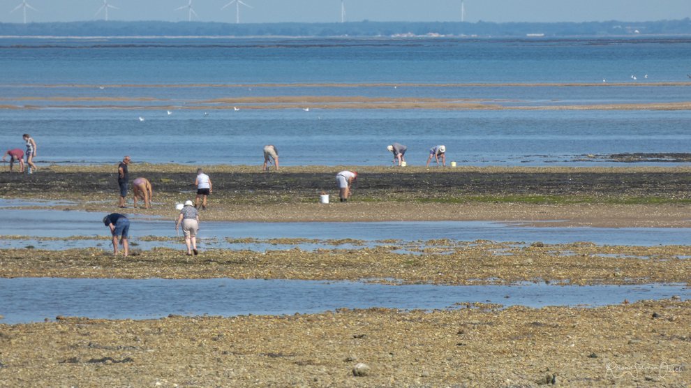 Pêche à pied à l'aiguillon sur meer